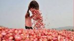 व्हिडिओ : कांदा उत्पादकांच्या प्रश्नांत हस्तक्षेप करा, अन्यथा दारात कांदे ओतू – किसान सभा Intervene in the issues of onion growers, otherwise pour onions at the door – Kisan Sabha