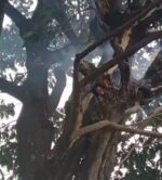A tree caught fire due to lightning strike in Koyali
