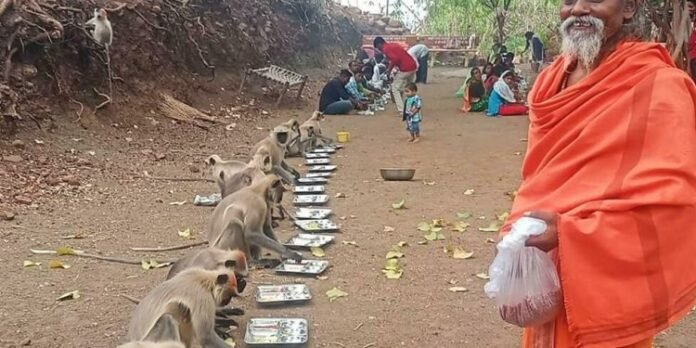 Along with humans, monkeys were also given a place in the food queue