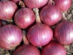 Farm soil will be respected; Onion crop will get subsidy