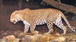 Junnar : Leopard entered the hospital directly; Forest guard injured in attack
