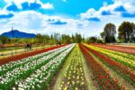 Tulip garden: Asia's largest tulip garden is open for tourists from around the world from today