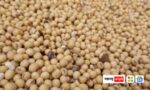 Theft of soybeans worth lakhs of rupees; Incidents in Junnar Taluka