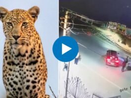 रस्ता ओलांडणाऱ्या बिबट्या आणि दुचाकीस्वाराची जोरदार धडक A leopard crossing the road and a bike rider collide leopard Milkman viral video